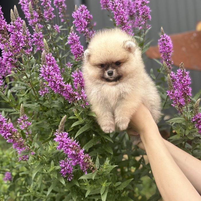 ляльковий Ведмедик шоу классу