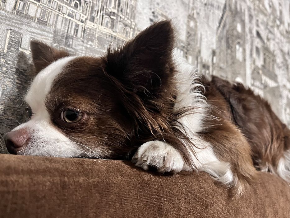 Чихуахуа, мальчик для вязки