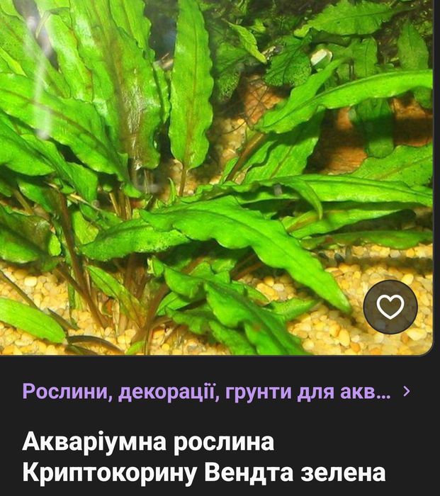 Красная и зелёная нимфея