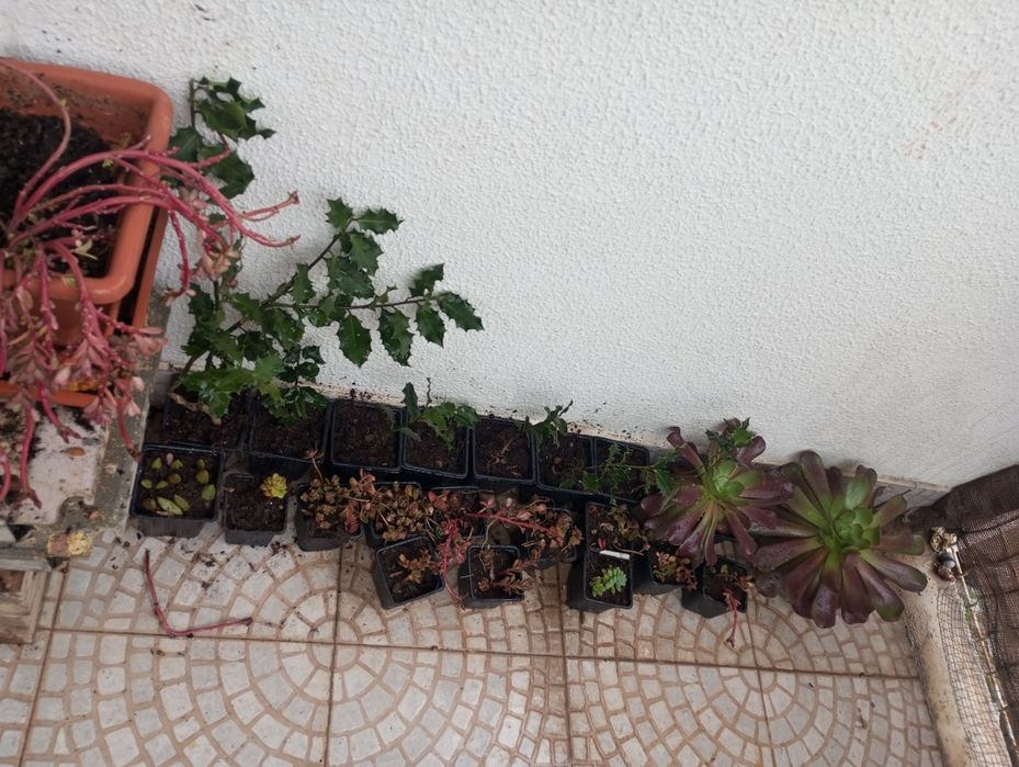 A maternidade das Sucolentas em vaso