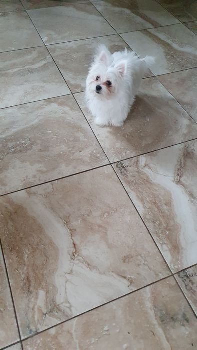 Продается последняя девочка мальтишпиц