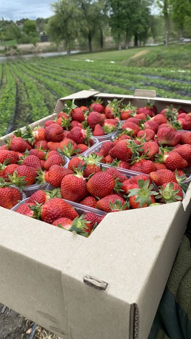 Продам саджанці полуниці Хоней, Азія, Мальвіна.ОПТ. Роздріб.