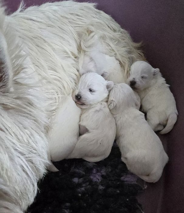 West highland white terrier zkwp FCI