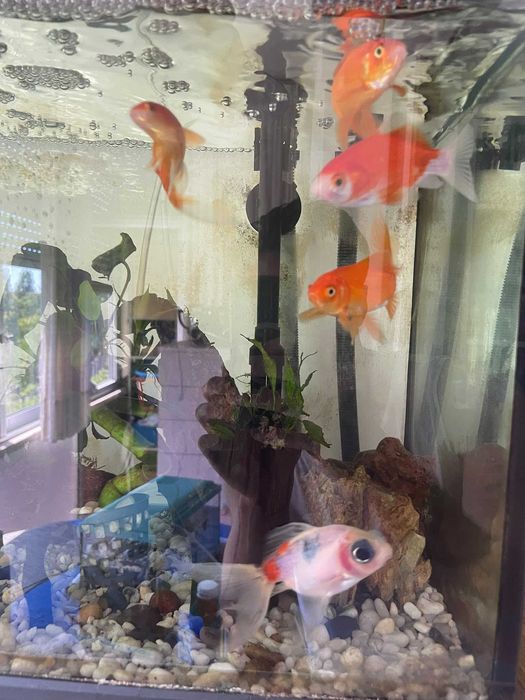 Peixinhos Dourados