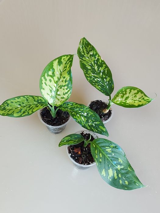 Дифінбахія Cheetah