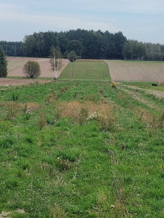 Grunty rolne, likwidacja gospodarstwa, miejscowość  Kozioł - Widok 3
