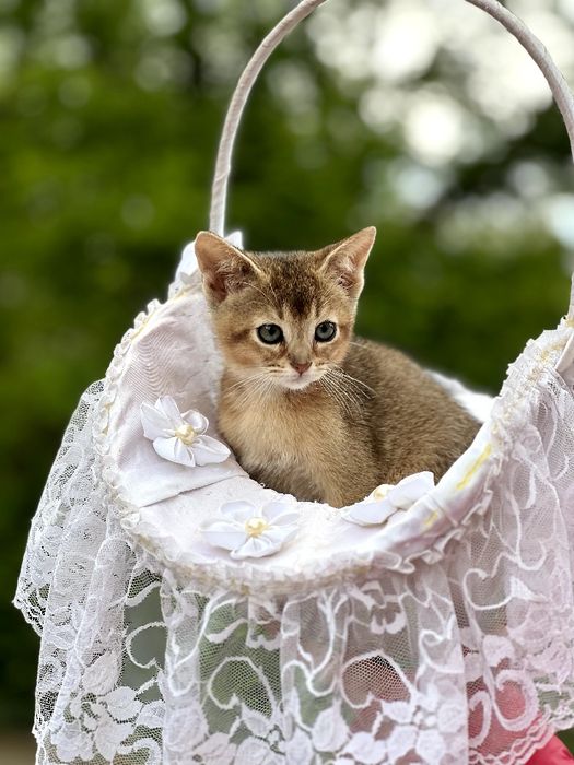 Чарівний абісінський хлопчик.Доставка за кордон.