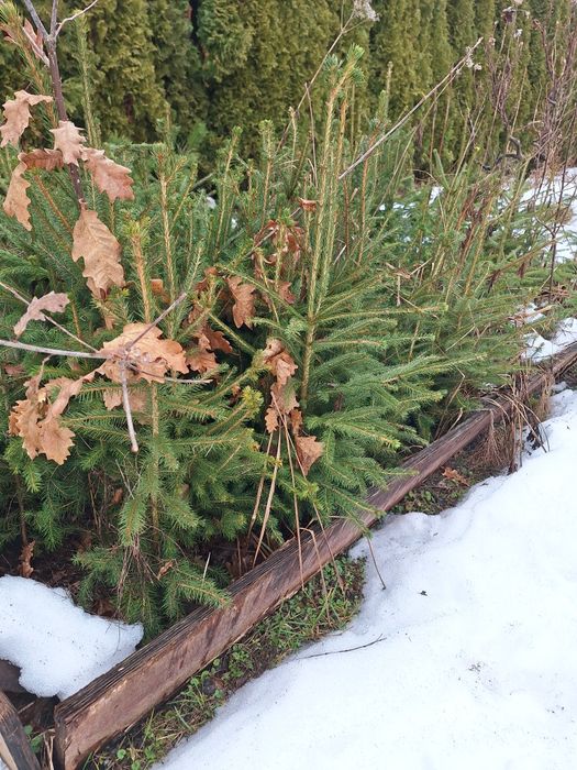 świerk pospolity sadzonki