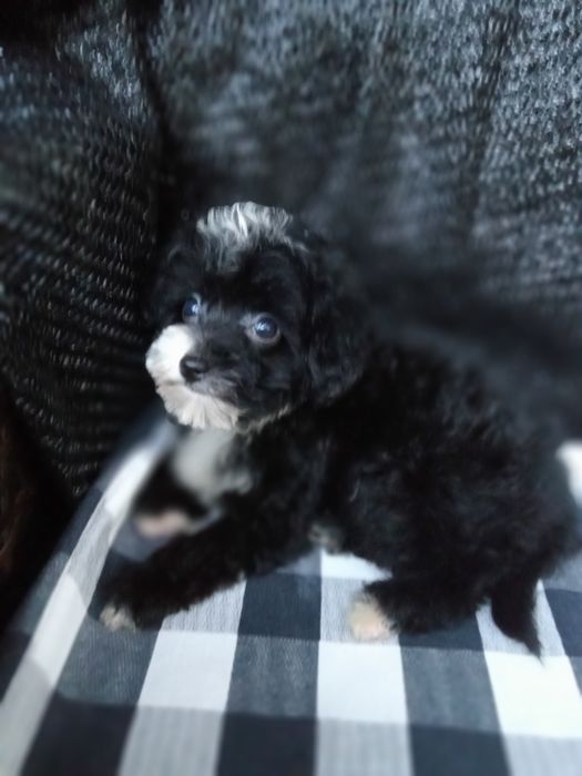 Хлопченя Мальтіпу суперовий,міні.