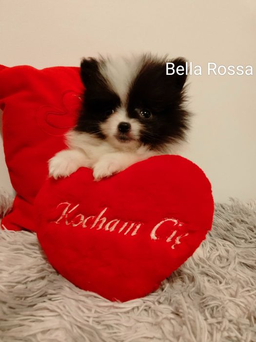 Szpic miniaturowy suczka XS