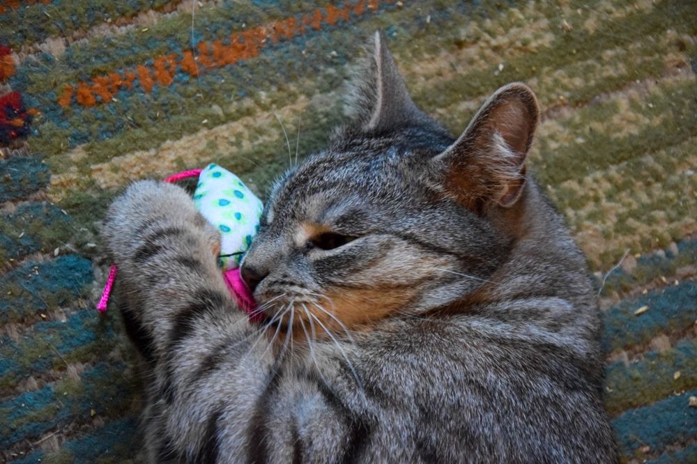 Przytulasek cudowny chłopak około trzech lat