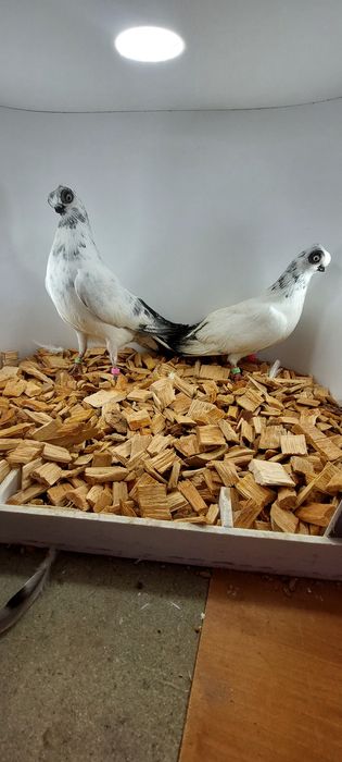 Szek, szeki. Krotkodzioby polski