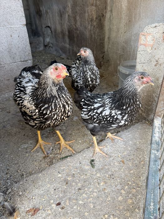 Ovos férteis para incubação e pintos de raça