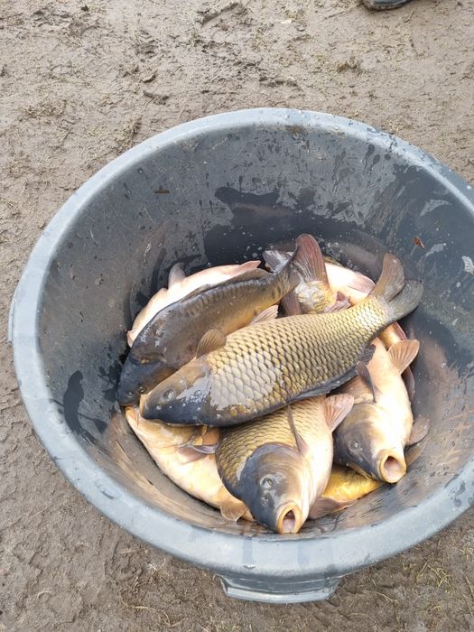Narybek I kroczek karpia