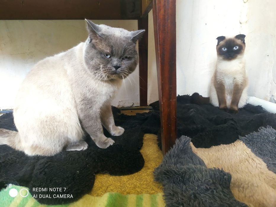 В'язка з прямовухим Шотландський скотіш -страйт