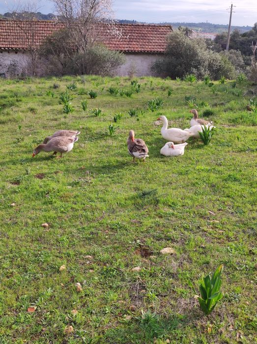 Vendo patos gansos