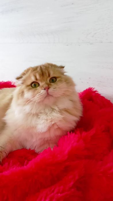 ОЧЕНЬ ЛАСКОВАЯ вислоухая девочка золотая шиншилла