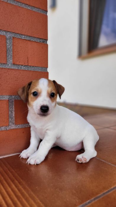 Jack Russell Terrier