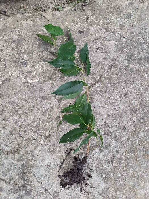 Фікус бенджаміна