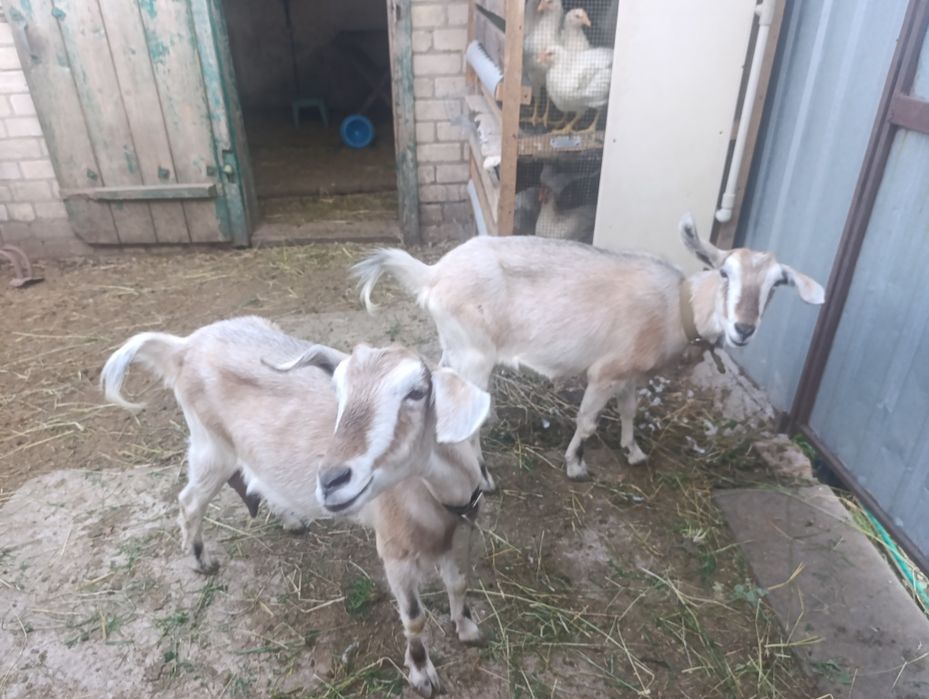 Продам кізок- близнючок