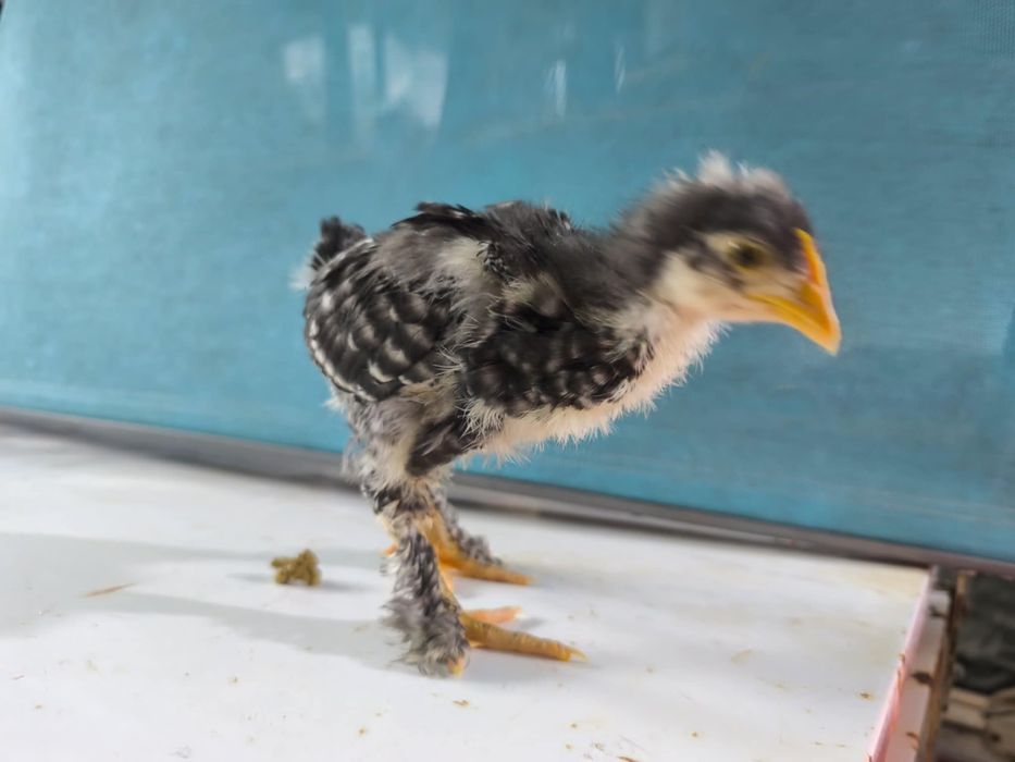 Pintos Malines para dispensar