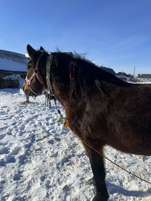 Кобила в продажі