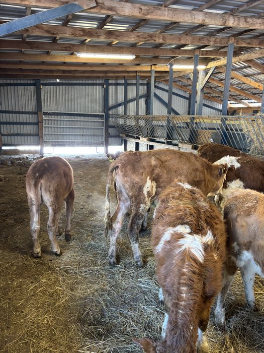 Sprzedam byki oraz jałówki