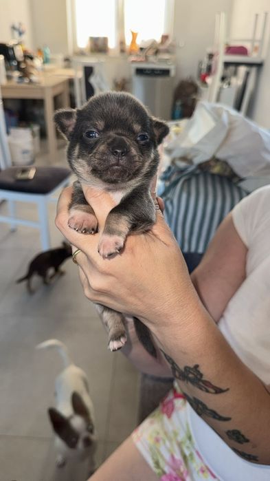 Malutka chihuahua Blue suczka