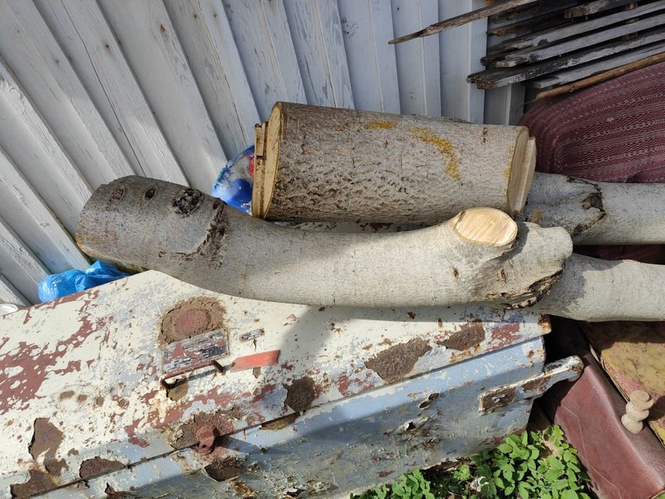 Sprzedam Drzewo orzech