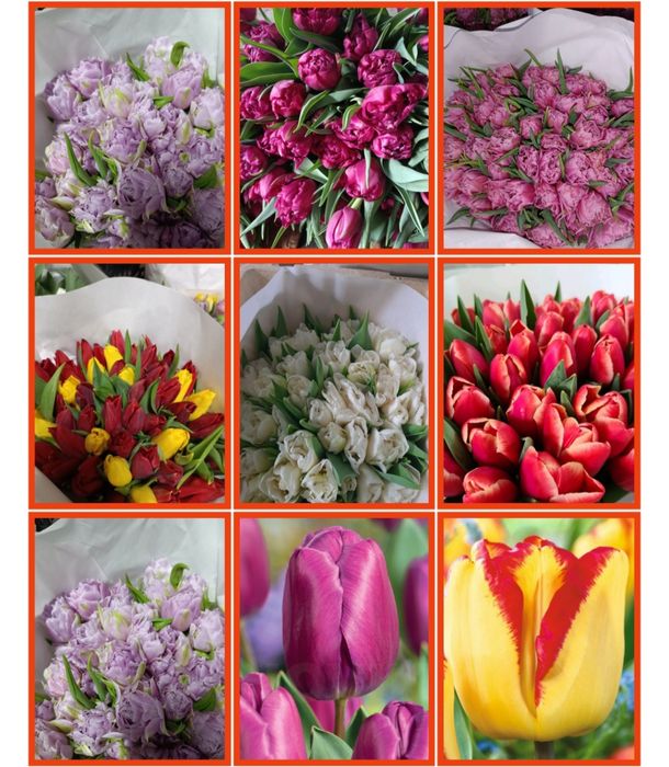 Цибуля тюльпанів