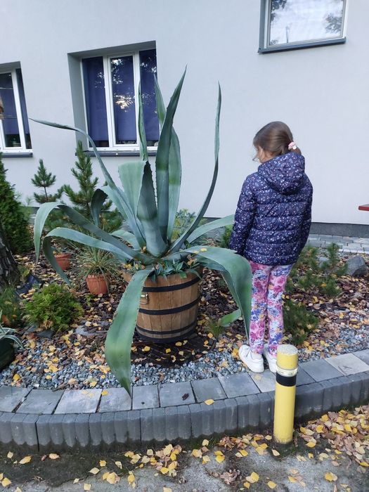 Agawa Amerykańska Duża