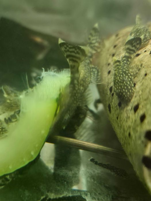 Zbrojnik, glonojad pospolity