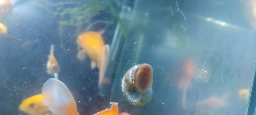 Caracóis Limpa-vidros - Planorbis - Ramshorn