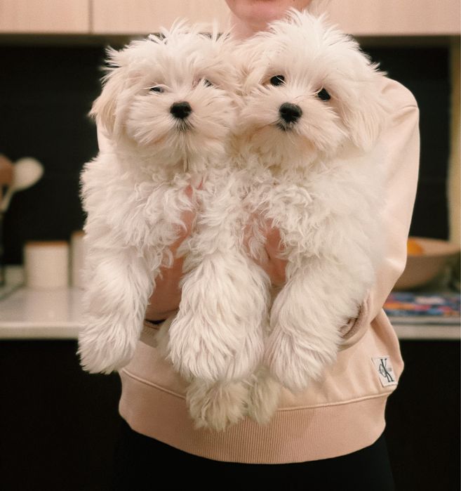 Цуценята мальтійської болонки