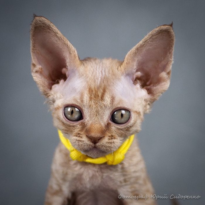 Элитные котята Devon Rex, Девон Рекс
