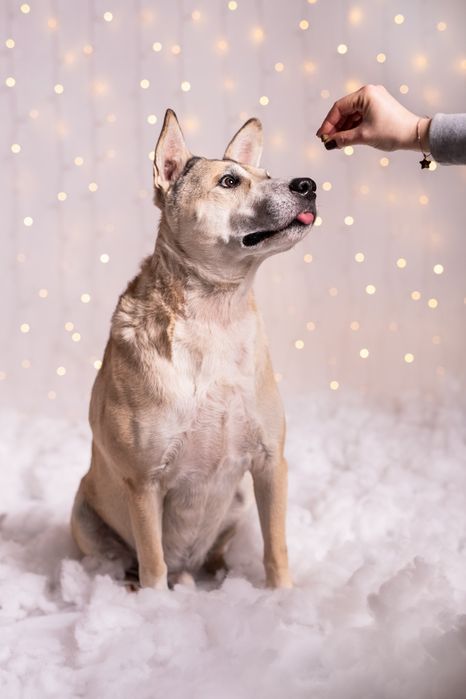 Kochany Lobo w typie TTB do adopcji!