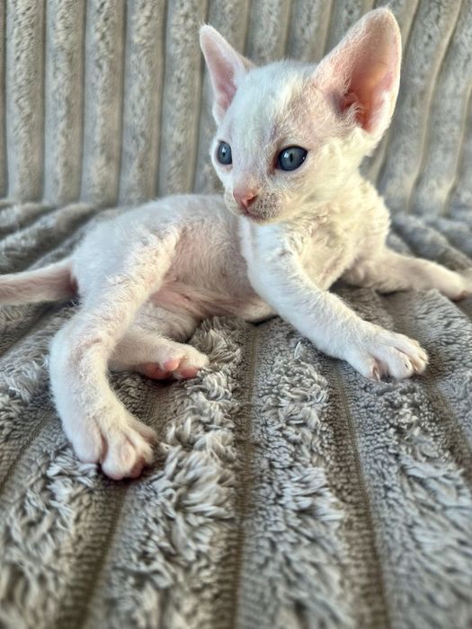 Котик Девон рекс/Devon Rex