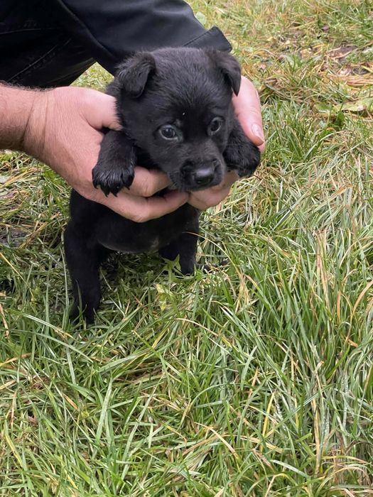 Szczeniaki szukają nowego domu