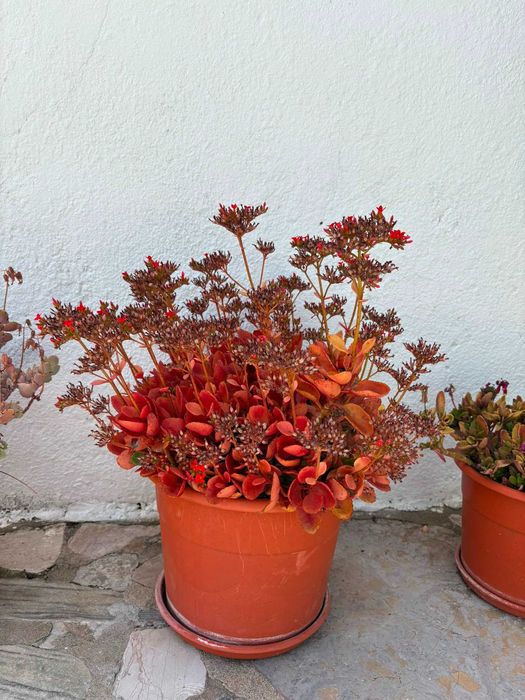 Vasos Grandes Plantas Variadas