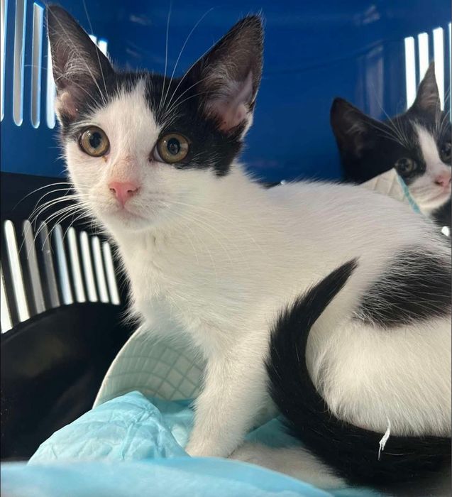 Kotek Bezik do adopcji