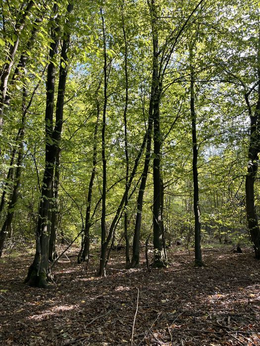 Działki leśne 3267 m² i 5883 m² – Smolugi, gm. Dziadkowice – 8 zł/m²