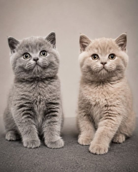 Macho British Shorthair lilac