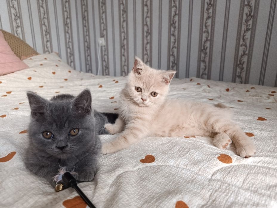 Продам британські кошенята: 2 хлопчики та 2  дівчинки.