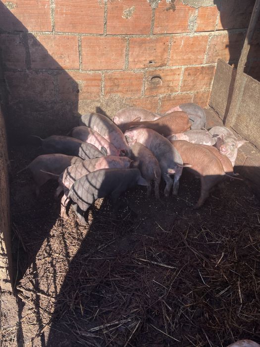 Leitoes ja desmamados