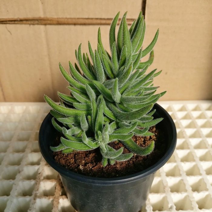 Suculentas (vaso 10,50cm)