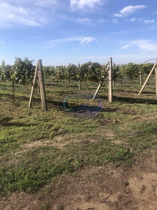 Виноградне господарство «під ключ» на березі лиману. Виноградник. Свердловина. Вода. Полив