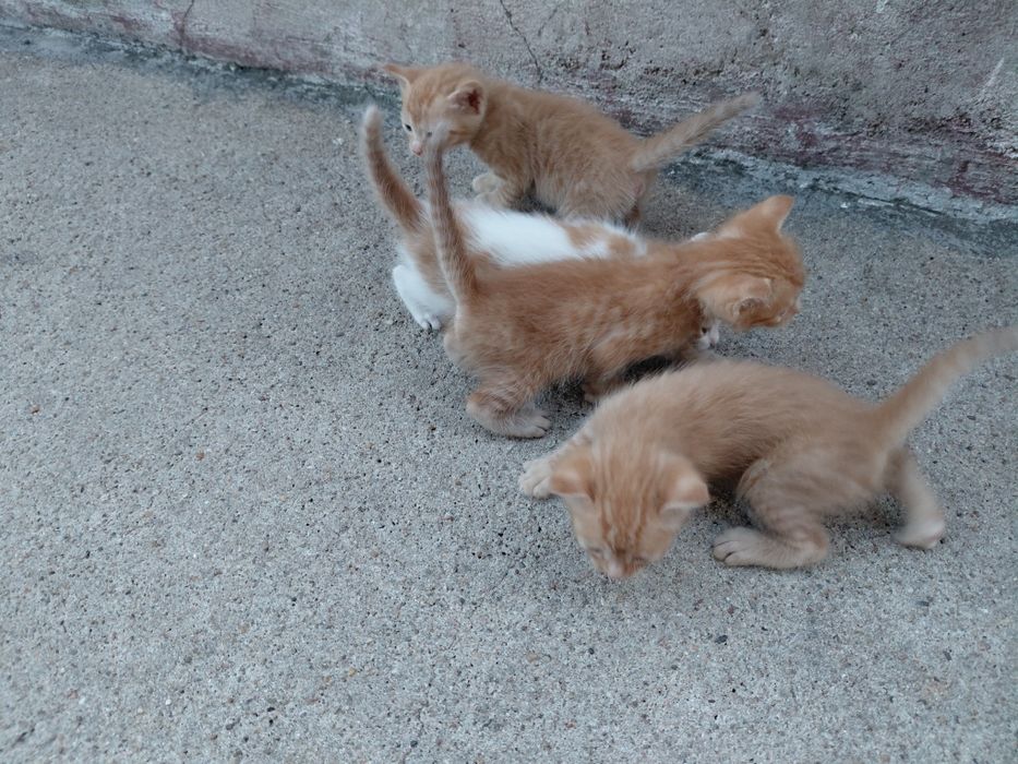 Gatos para adoção