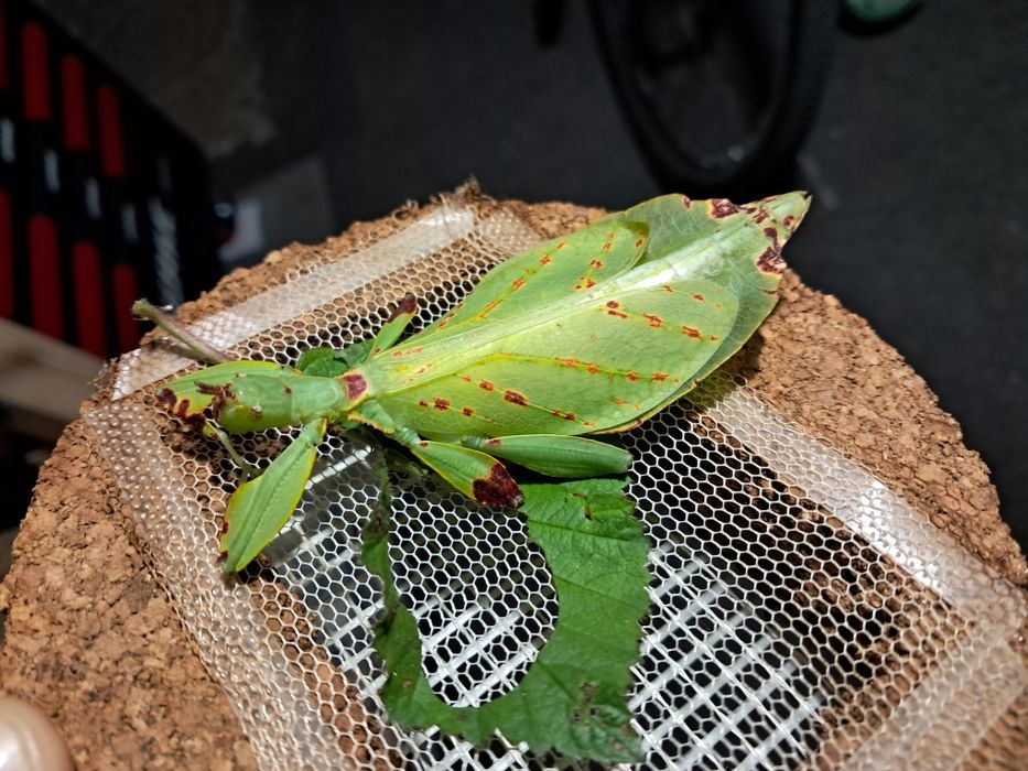 Liściec Phyllium Elegans dorosła samiczka straszyk