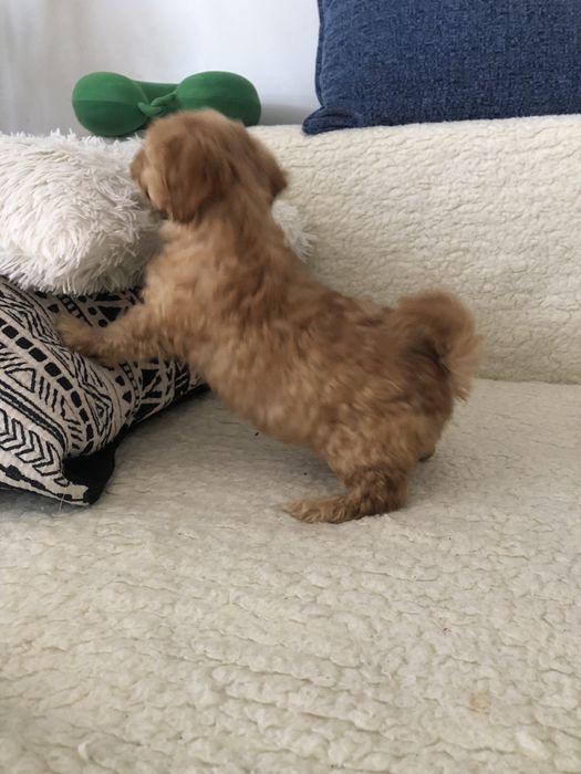 Maltipoo f2 Piesek