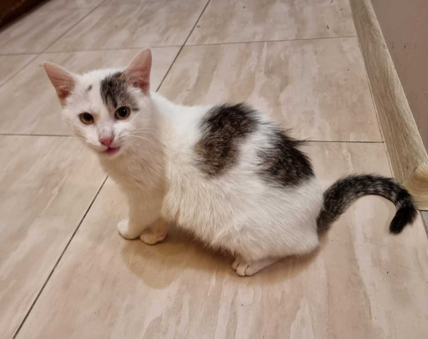 Kamilka koteczka do adopcji